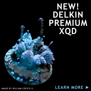 New Delkin Premium XQD