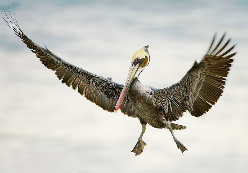 Brown Pelican Landing – La Jolla