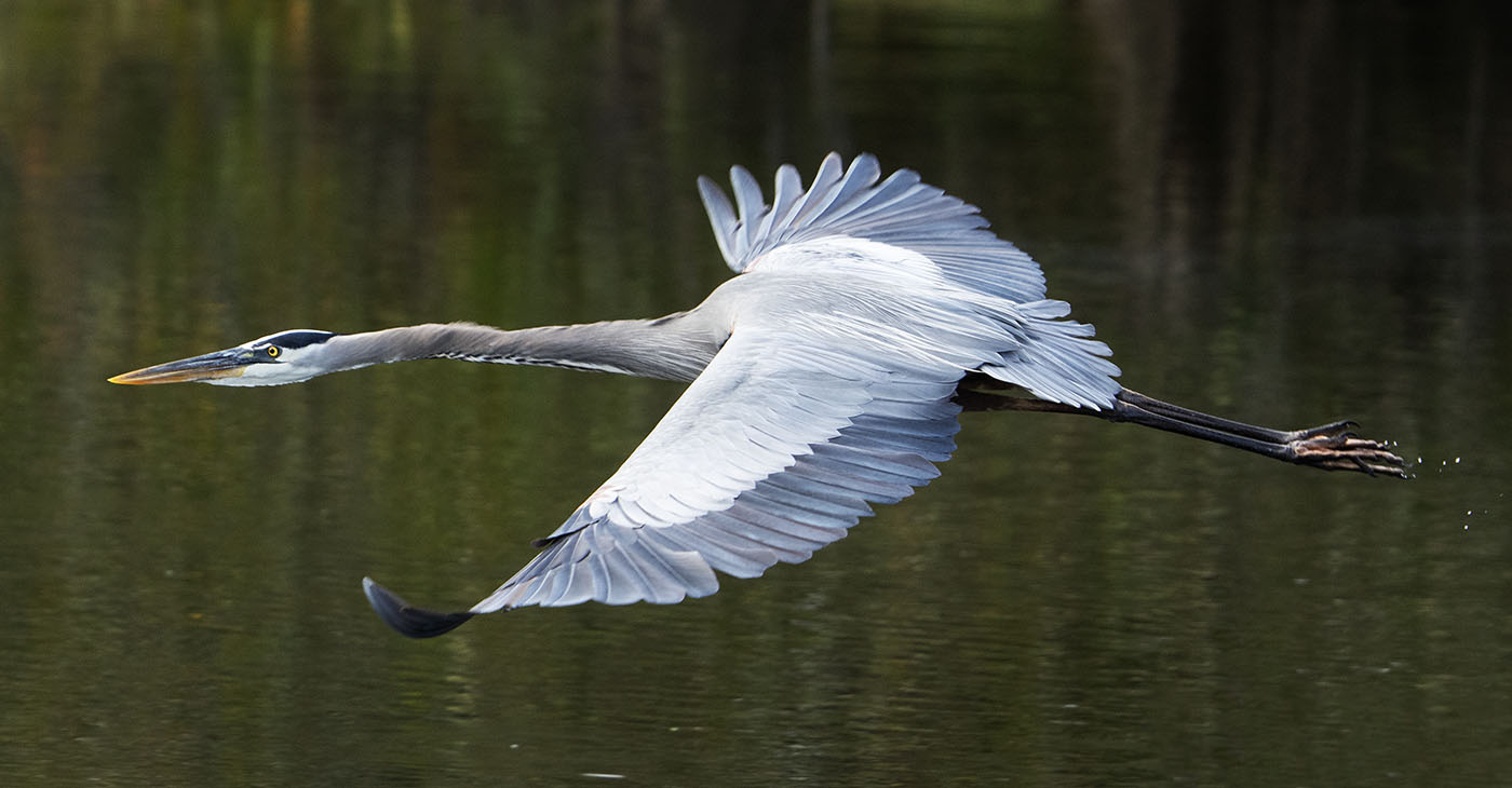 3 Tips for Birds-in-Flight (BIF) Photography (By Rick Sammon)